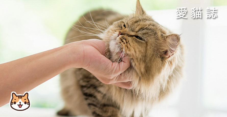 毛孩有口臭並不是理所當然，該重視口腔保健了！｜專業獸醫—朱道南