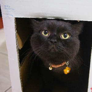 體驗健毛亮至目前為止幾乎看不到皮屑了， 以前只要一梳毛就會白屑四濺，尤其在黑貓身上更明顯啊～