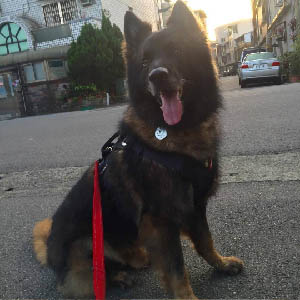 連續一個月的調理，豆的皮膚明顯不會紅紅