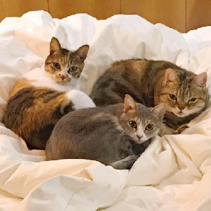 這幾天體驗中胖胖過敏的皮膚還算是穩定，目前還沒當甜甜圈啦～ 所以之後應該會持續讓胖胖們吃看看囉