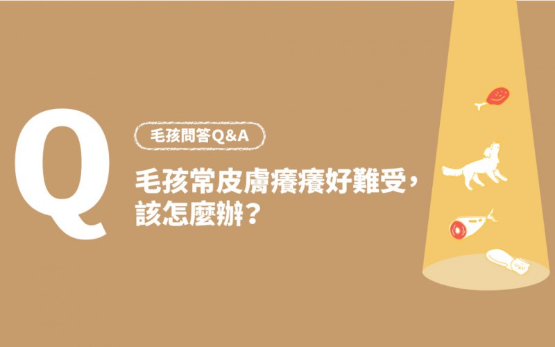 毛孩常常皮膚癢好難受怎麼辦.jpg