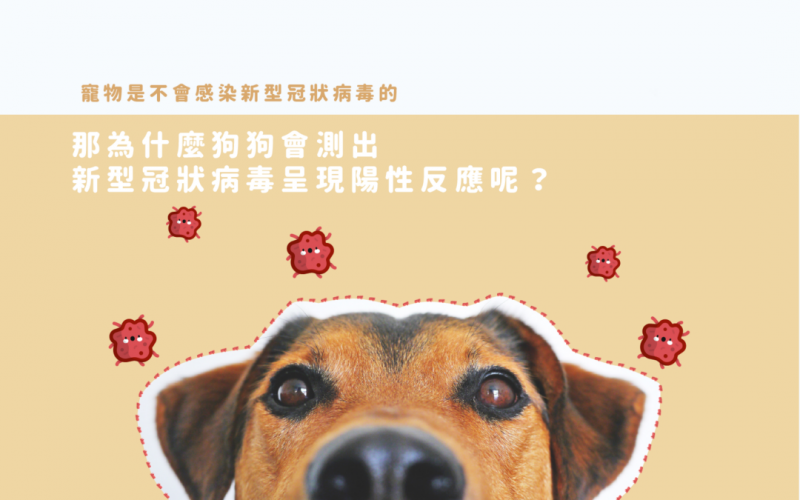 狗狗會測出新型冠狀病毒呈陽性的原因.png 狗狗會測出新型冠狀病毒呈陽性的原因.png
