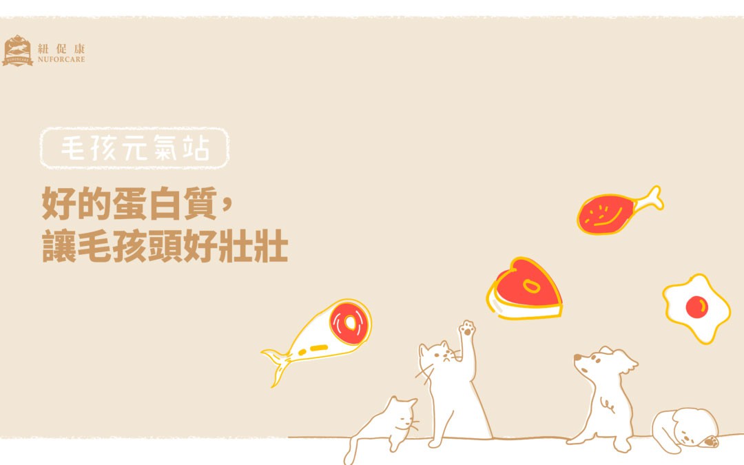 好的蛋白質讓毛孩頭好壯壯.jpg