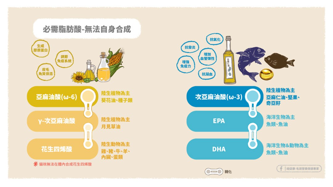 自身無法合成的必需脂肪酸.jpg