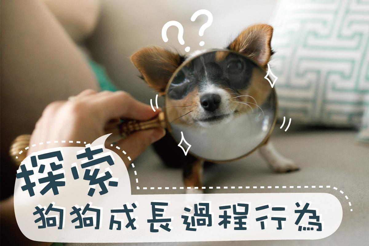 探索狗成長的過程_工作區域 1.jpg